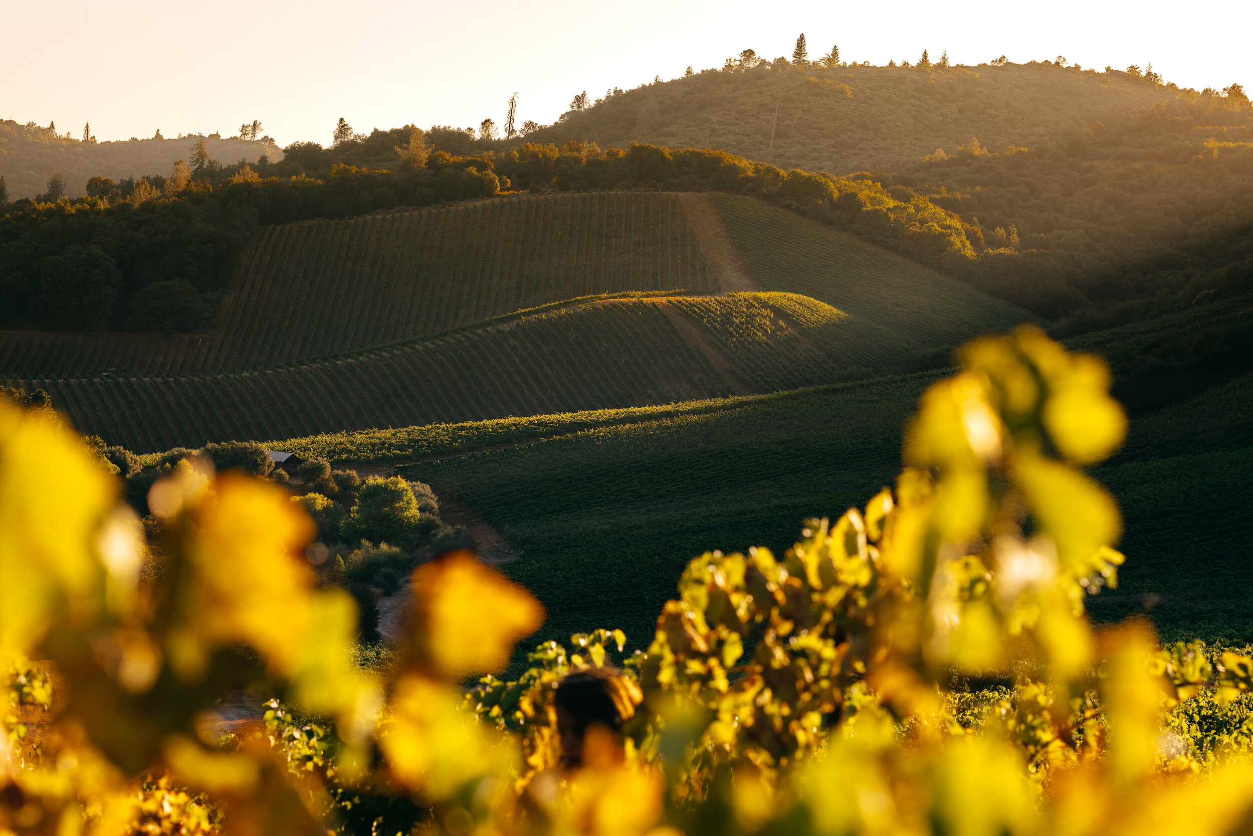 Vineyard at sunset with rolling hills.